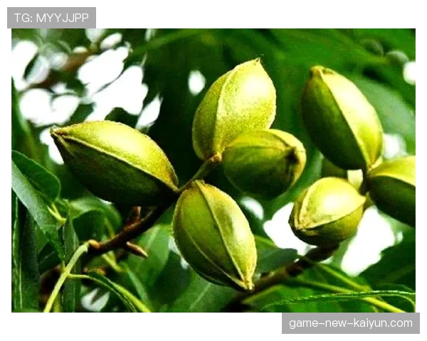 商务部出手规范进口碧根果市场秩序,碧根果是进口的吗 商务部出手规范进口碧根果市场秩序,碧根果是进口的吗